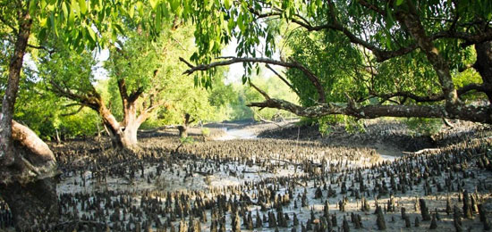 sundarban the forrest of mangrove