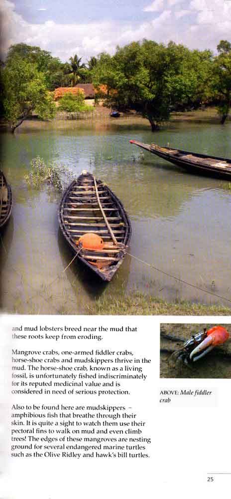 Wild Trail in Bengal 12th page