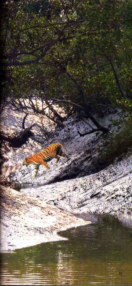 Wild Trail in Bengal 22nd page